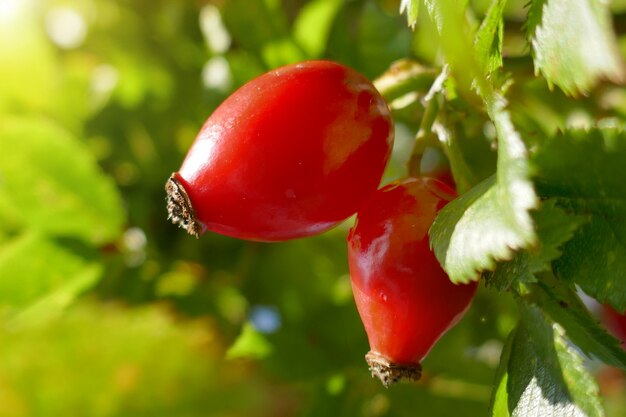 rosehip berry close-up on a branch