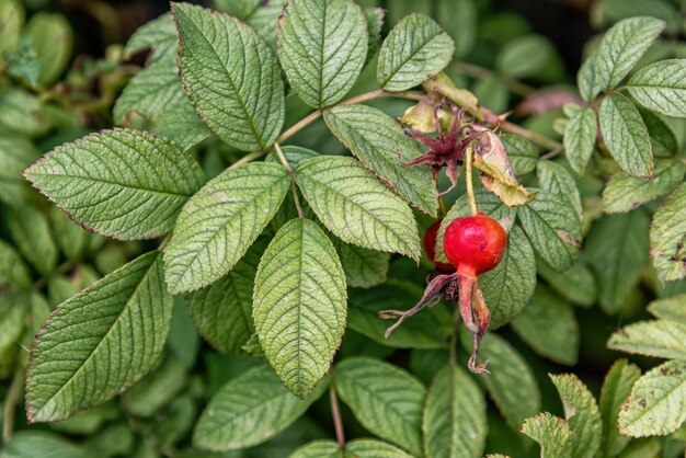 Foto ramo di rosa canina sullo sfondo del giardino estivo