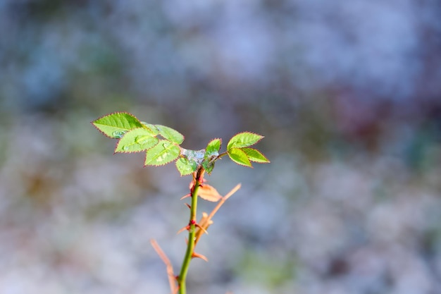 rosehip branch with green leaves closeup on a sunny winter day