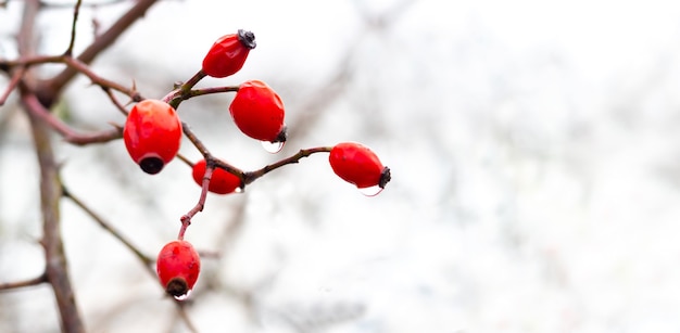 Rosehip branch with red berries in winter on a white background