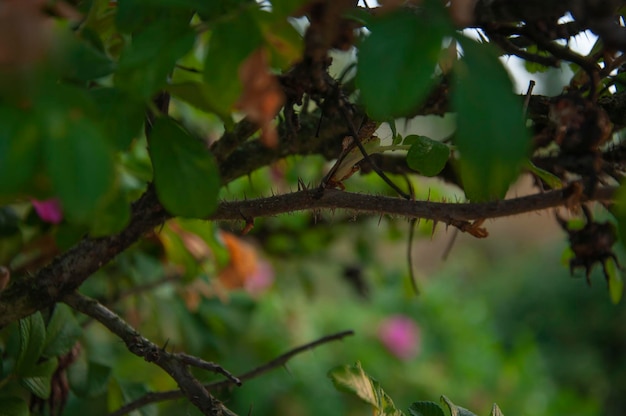 Rosehip branches. View through the leaves. Blurred background.