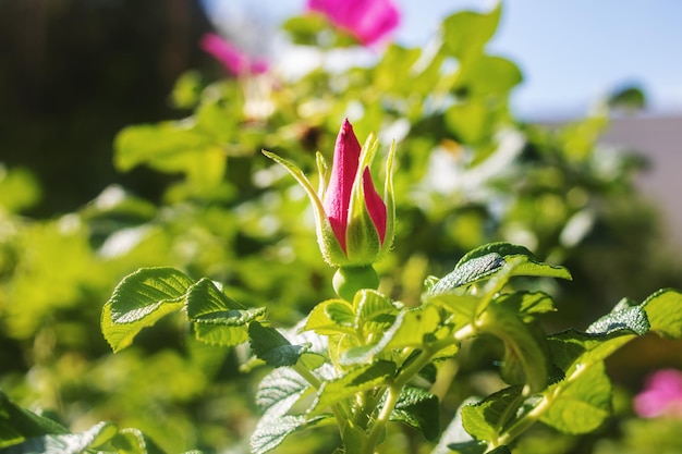 緑の葉の背景のクローズアップのローズヒップの芽