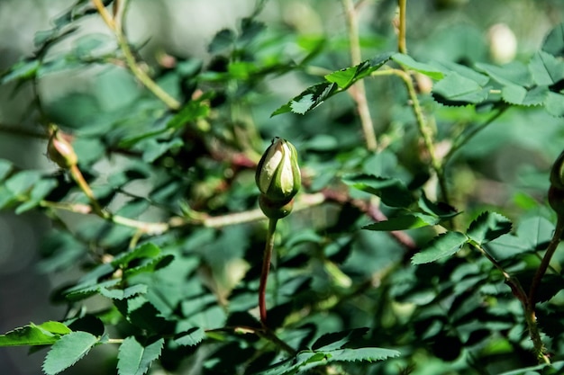 Rosehip buds closed among green leaves close up