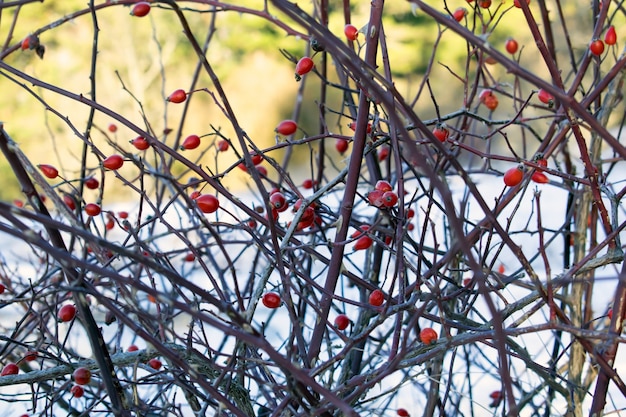 Rosehip bush on a nice winter background 