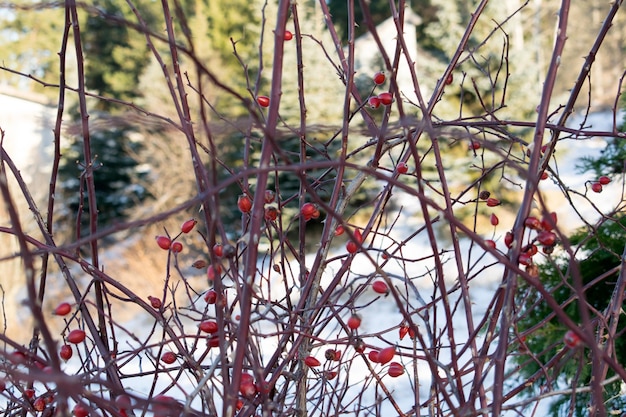 Rosehip Bush op een mooie winter achtergrond