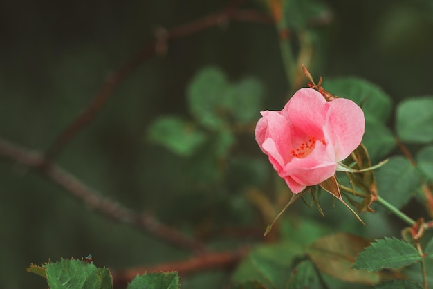 Rosehip flower closeup Pink petals of rosehip flower Tender texture of flower petals with raindrops or dew