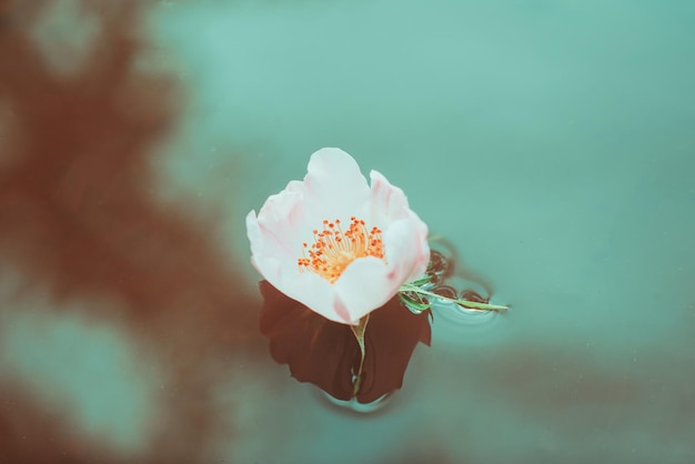 写真 ローズヒップの花のクローズ アップ水面上のローズヒップの花のつぼみ花の柔らかい質感高解像度のトレンディな
