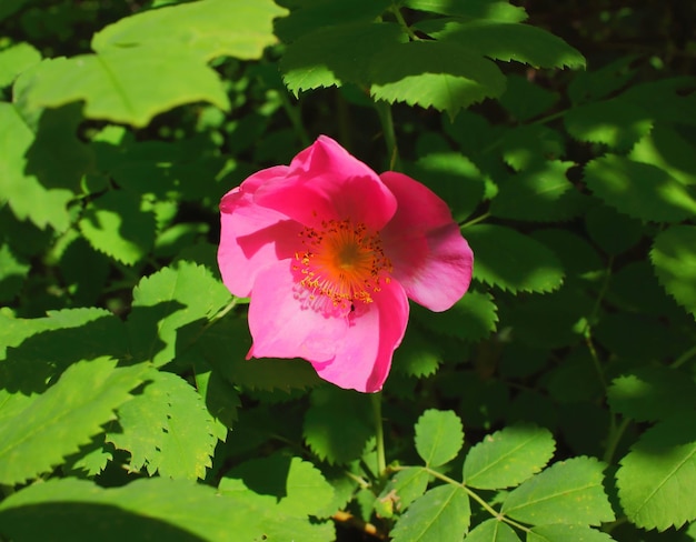 Rosehip flower and green leafs