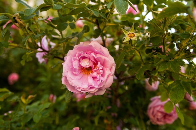 開花時のブッシュのローズヒップの花