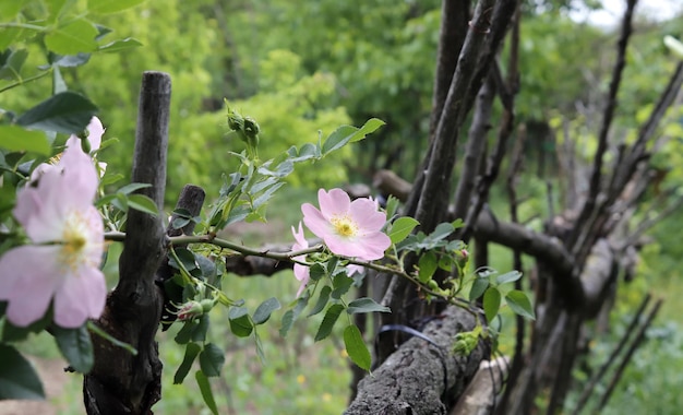 Rosehip flowers on an old wooden fence