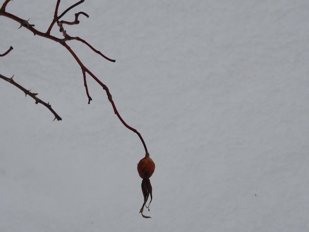 雪の背景にローズヒップ フルーツ