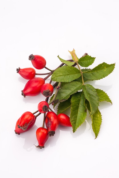 Rosehip isolated on white background