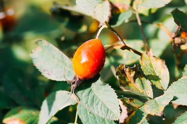 Rosehip medicinal berry in autumn park