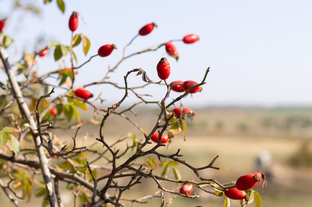 Rosehip red berries on the bush. Medicinal plant for immunity boosting