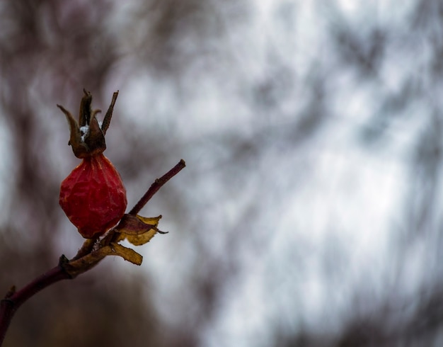 Rosehip sprig winter berry rosehip closeup