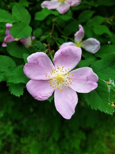 Rosehip tree blossoms