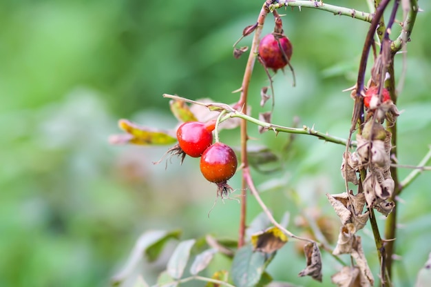 Rosehips berries on bush branches