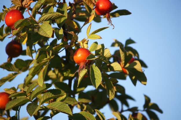 Rosehips dogrose 식물의 익은 붉은 열매