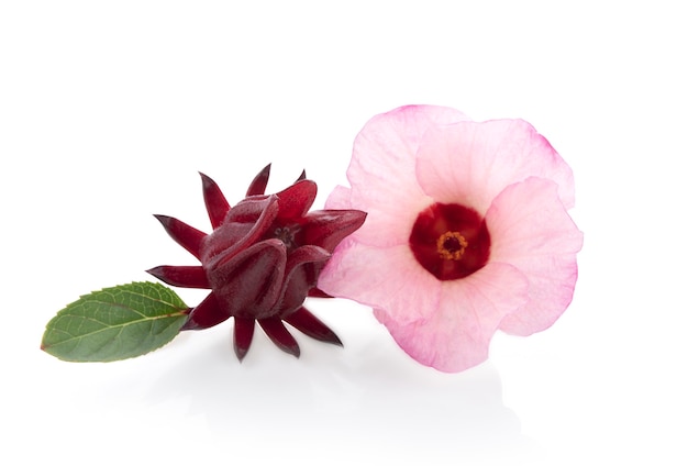 Roselle flower isolated on white.