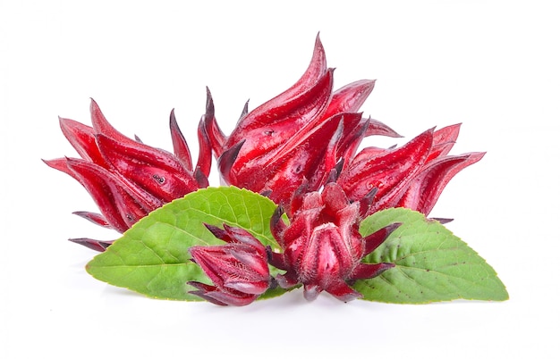 Roselle fruits, isolated