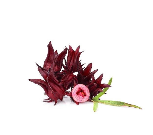 Roselle fruits with leaves and flowers isolated on white background.