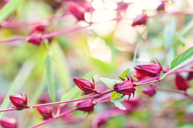 庭の植物のローゼルは、血中脂質を減らし、体重減少を助けるハーブ療法です。