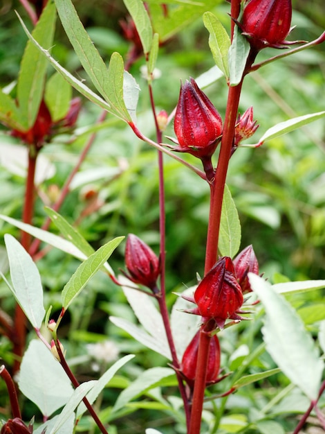 Le buone proprietà di roselle riducono la pressione sanguigna, nutrono il cuore