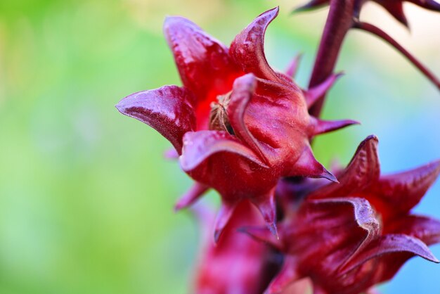 Roselle het hangen van de boom op vage achtergrond