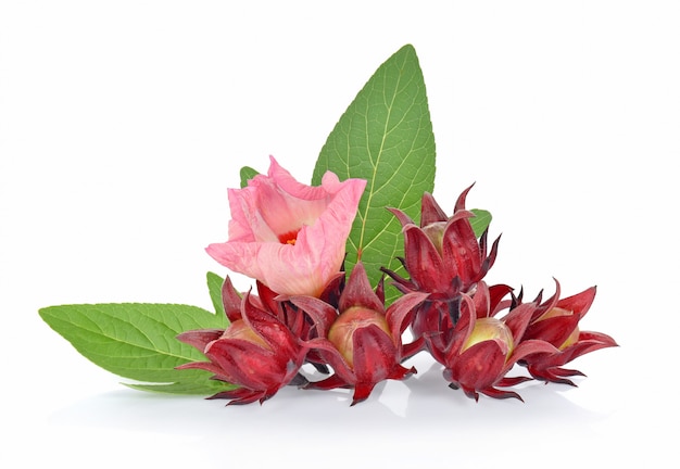 Roselle hibiscus on white background