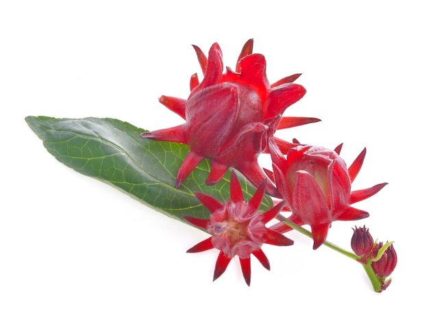 Roselle on white background