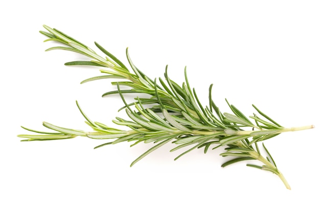 Rosemary bio herb isolated