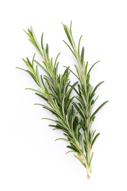 Rosemary bio herb top view isolated