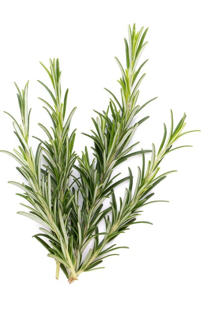 Rosemary bio herb on the white surface.