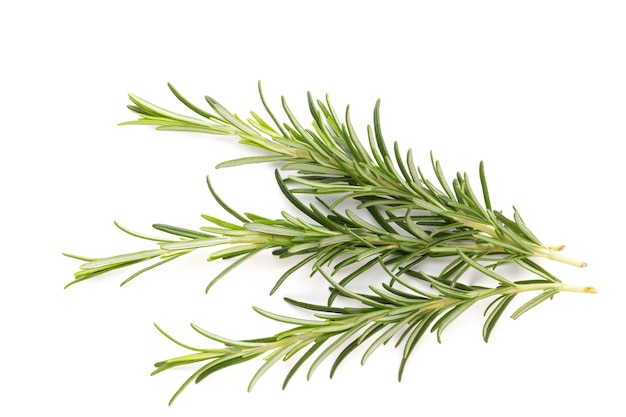 Rosemary bio herb on the white surface.