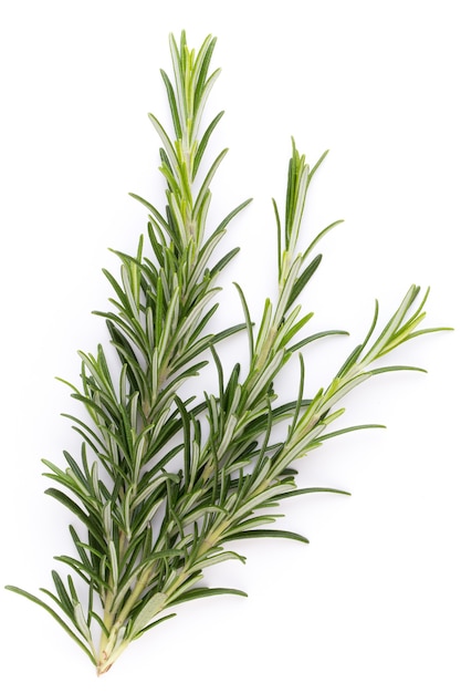 Rosemary bio herb on the white 