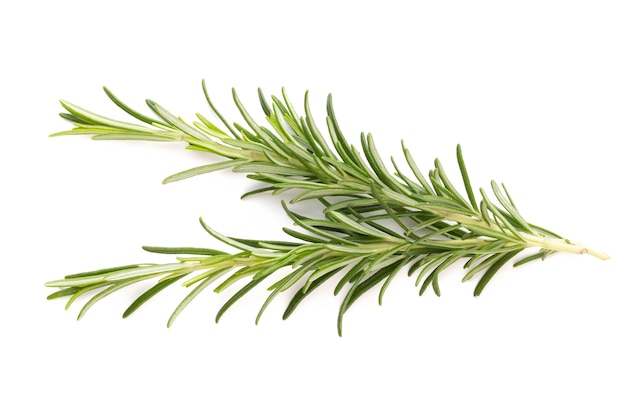 Rosemary bio herb on the white