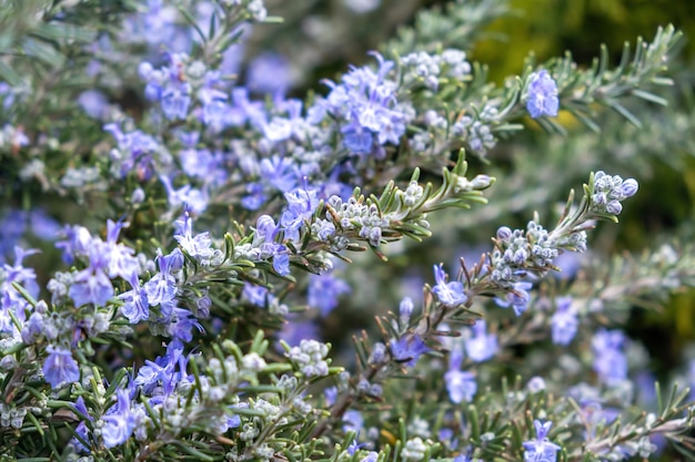 Rosemary bloom bush background Fresh rosmarinus officinalis blue purple blossom plant close up