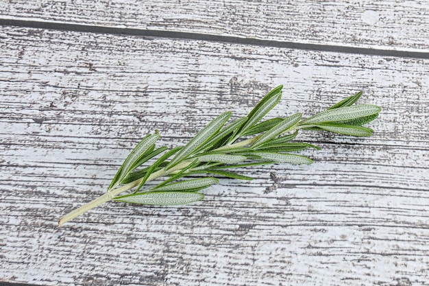 Rosemary branch organic spicy herb for cooking