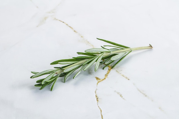 Rosemary branch organic spicy herb for cooking