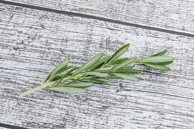 Rosemary branch organic spicy herb for cooking