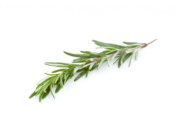 Rosemary branch