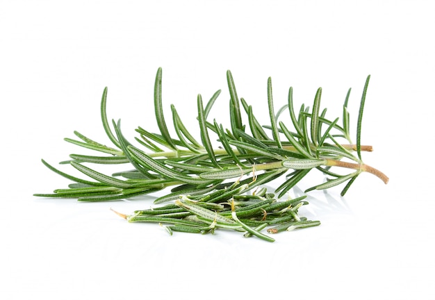 Rosemary on a bright background