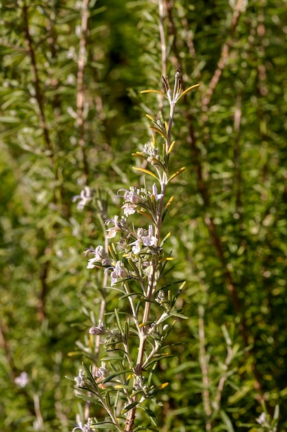 Rosemary bush branch Rosmarinus officinalis closeup