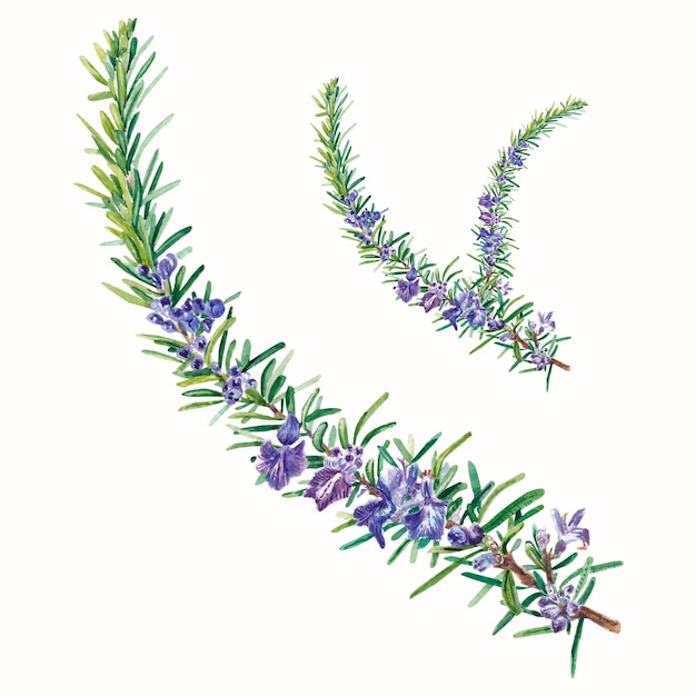 Rosemary A flowering branch on a white background Watercolor illustration of herb for cooking Realistic botanical objects For decoration in design and textiles