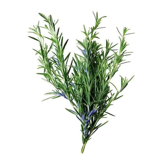 Rosemary Green Color Bouquet Reed Aromatic Evergreen Shrub W Isolated on White Background Clean