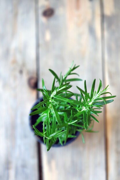 Rosemary grows in a pot. A pot of fresh rosemary on a wooden surface. Eco concept. Eco food.