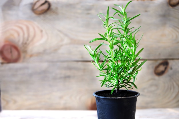 Rosemary grows in a pot. A pot of fresh rosemary on a wooden surface. Eco concept. Eco food.