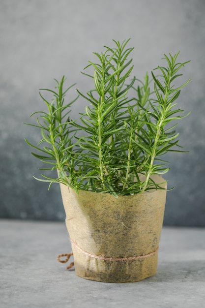 Rosemary grows in a pot