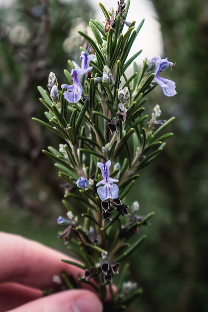 Rosemary herb blossoming in the garden blue and purple rosmarinus officinalis