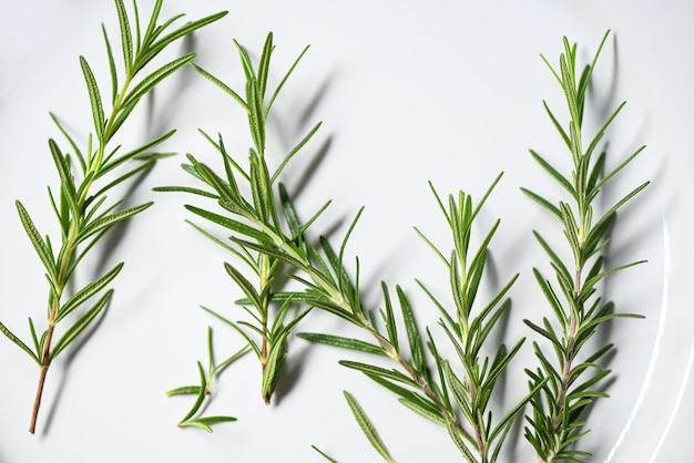 Rosemary herb fresh rosemary on plate white background